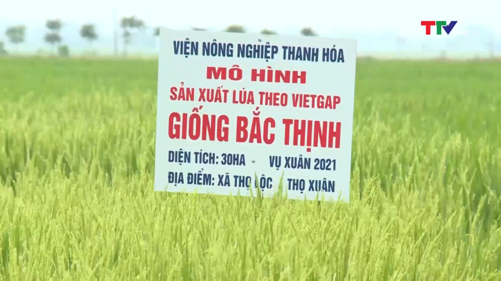 Bắc Quang thực hiện thành công Mô hình sản xuất gạo theo hướng hữu cơ  Đài  Phát thanh và Truyền hình Hà Giang